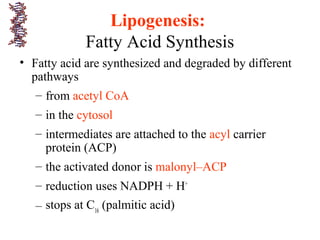 • Fatty acid are synthesized and degraded by different
pathways
– from acetyl CoA
– in the cytosol
– intermediates are attached to the acyl carrier
protein (ACP)
– the activated donor is malonyl–ACP
– reduction uses NADPH + H+
– stops at C16
(palmitic acid)
Lipogenesis:
Fatty Acid Synthesis
 