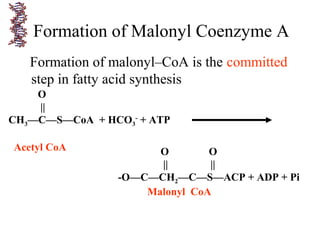 Formation of malonyl–CoA is the committed
step in fatty acid synthesis
Formation of Malonyl Coenzyme A
O
||
CH3—C—S—CoA + HCO3
-
+ ATP
Acetyl CoA O O
|| ||
-O—C—CH2—C—S—ACP + ADP + Pi
Malonyl CoA
 