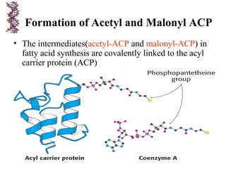 • The intermediates(acetyl-ACP and malonyl-ACP) in
fatty acid synthesis are covalently linked to the acyl
carrier protein (ACP)
Formation of Acetyl and Malonyl ACP
 