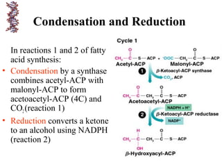 Condensation and Reduction
In reactions 1 and 2 of fatty
acid synthesis:
• Condensation by a synthase
combines acetyl-ACP with
malonyl-ACP to form
acetoacetyl-ACP (4C) and
CO2(reaction 1)
• Reduction converts a ketone
to an alcohol using NADPH
(reaction 2)
 