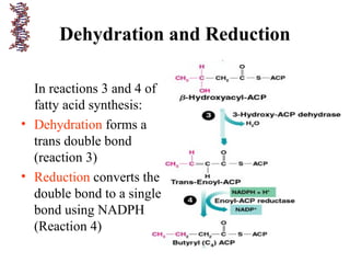 Dehydration and Reduction
In reactions 3 and 4 of
fatty acid synthesis:
• Dehydration forms a
trans double bond
(reaction 3)
• Reduction converts the
double bond to a single
bond using NADPH
(Reaction 4)
 