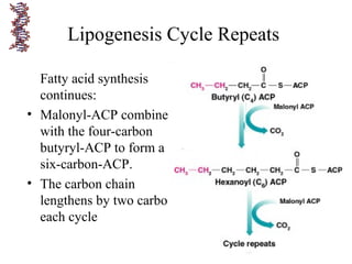 Lipogenesis Cycle Repeats
Fatty acid synthesis
continues:
• Malonyl-ACP combines
with the four-carbon
butyryl-ACP to form a
six-carbon-ACP.
• The carbon chain
lengthens by two carbons
each cycle
 