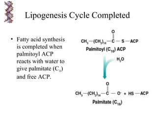 Lipogenesis Cycle Completed
• Fatty acid synthesis
is completed when
palmitoyl ACP
reacts with water to
give palmitate (C16)
and free ACP.
 