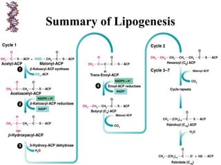 Summary of Lipogenesis
 