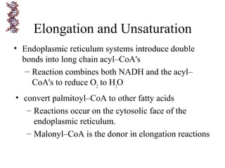 • Endoplasmic reticulum systems introduce double
bonds into long chain acyl–CoA's
– Reaction combines both NADH and the acyl–
CoA's to reduce O2
to H2
O
Elongation and Unsaturation
• convert palmitoyl–CoA to other fatty acids
– Reactions occur on the cytosolic face of the
endoplasmic reticulum.
– Malonyl–CoA is the donor in elongation reactions
 