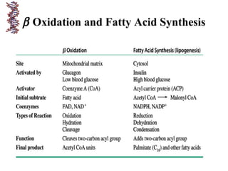 β Oxidation and Fatty Acid Synthesis
 