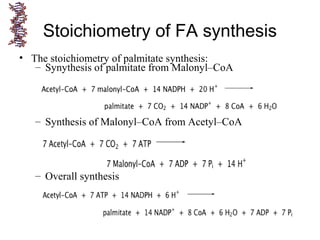 • The stoichiometry of palmitate synthesis:
– Synythesis of palmitate from Malonyl–CoA
– Synthesis of Malonyl–CoA from Acetyl–CoA
– Overall synthesis
Stoichiometry of FA synthesis
 