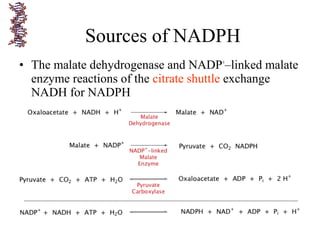 • The malate dehydrogenase and NADP+
–linked malate
enzyme reactions of the citrate shuttle exchange
NADH for NADPH
Sources of NADPH
 