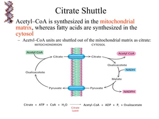 • Acetyl–CoA is synthesized in the mitochondrial
matrix, whereas fatty acids are synthesized in the
cytosol
– Acetyl–CoA units are shuttled out of the mitochondrial matrix as citrate:
Citrate Shuttle
 
