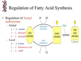• Regulation of Acetyl
carboxylase
– Global
（ + ） insulin
（ - ） glucagon
（ - ） epinephrine
– Local
（ + ） Citrate
（ - ） Palmitoyl–CoA
（ - ） AMP
Regulation of Fatty Acid Synthesis
 
