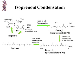 IsoprenoidCondensation
H
OPOP
OPOP
Head
TailHead
Tail
Isopentenyl
Pyrophosphate (IPP)
Dimethylallyl
pyrophosphate Head to tail
Condensation
OPOP
Geranyl
Pyrophosphate (GPP)
OPOP
Farnesyl
Pyrophosphate (FPP)
Head to tail
condensation
of IPP and GPP
Tail to tail
condensation
of 2 FPPs
Squalene
Head Tail
Head Tail
Isoprenes
 