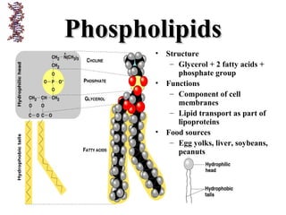 PhospholipidsPhospholipids
• Structure
– Glycerol + 2 fatty acids +
phosphate group
• Functions
– Component of cell
membranes
– Lipid transport as part of
lipoproteins
• Food sources
– Egg yolks, liver, soybeans,
peanuts
 