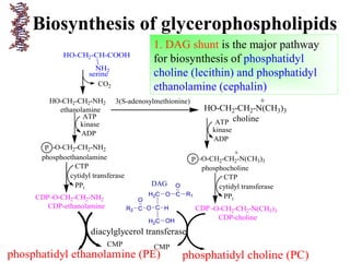 Biosynthesis of glycerophospholipids
1. DAG shunt is the major pathway
for biosynthesis of phosphatidyl
choline (lecithin) and phosphatidyl
ethanolamine (cephalin)
HO-CH2-CH-COOH
NH2
serine
CO2
HO-CH2-CH2-NH2
ethanolamine
3(S-adenosylmethionine)
HO-CH2-CH2-N(CH3)3
+
cholineATP
ADP
kinase ATP
ADP
kinase
P -O-CH2-CH2-NH2
phosphoethanolamine P -O-CH2-CH2-N(CH3)3
+
phosphocholineCTP
PPi
cytidyl transferase CTP
PPi
cytidyl transferase
CDP-O-CH2-CH2-NH2
CDP-ethanolamine CDP -O-CH2-CH2-N(CH3)3
CDP-choline
phosphatidyl ethanolamine (PE) phosphatidyl choline (PC)
H2C
C
H2C
O C R1
O
HOC
O
R2
OH
DAG
CMP CMP
diacylglycerol transferase
 
