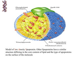 Model of low density lipoprotein. Other lipoproteins have a similar
structure differing in the core content of lipid and the type of apoproteins
on the surface of the molecule
 