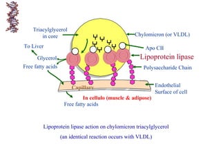 Chylomicron (or VLDL)
Apo CII
Lipoprotein lipase
Polysaccharide Chain
Endothelial
Surface of cell
Triacylglycerol
in core
Free fatty acids
Glycerol
To Liver
Free fatty acids
In cellulo (muscle & adipose)
Capillary
Lipoprotein lipase action on chylomicron triacylglycerol
(an identical reaction occurs with VLDL)
 