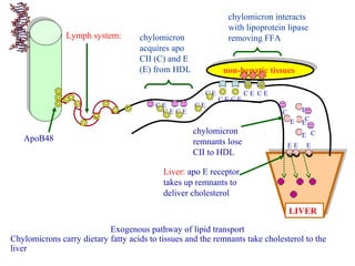 LIVER
ApoB48
chylomicron
remnants lose
CII to HDL
non-hepatic tissuesnon-hepatic tissues
C E C E
E
E
E
E
C
C
C
C E
C E C E
C E
EE E
Liver: apo E receptor
takes up remnants to
deliver cholesterol
Exogenous pathway of lipid transport
Chylomicrons carry dietary fatty acids to tissues and the remnants take cholesterol to the
liver
Lymph system:
C E C E
C E
chylomicron
acquires apo
CII (C) and E
(E) from HDL
chylomicron interacts
with lipoprotein lipase
removing FFA
 