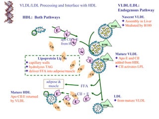 Lipoprotein Lipase
capillary walls
hydrolyzes TAG
deliver FFA into adipose/muscle
LDL
from mature VLDL
A1
CII
B100
Nascent VLDL
Assembly in Liver
Mediated by B100
VLDL/LDL:
Endogenous Pathway
HDL: Both Pathways
E
CII
A1
VLDL/LDL Processing and Interface with HDL
Mature VLDL
Apo E and CII
added from HDLE
CII
B100
apo CII & E
from HDL
E
E
E
E
CII
CII
CII
adipose &
muscle FFA
apo CII + EE
CII
E
EE
CII
CII
Mature HDL
Apo CII/E returned
by VLDL
B100
B100
Mature VLDL
Apo E and CII
added from HDL
CII activates LPL
 