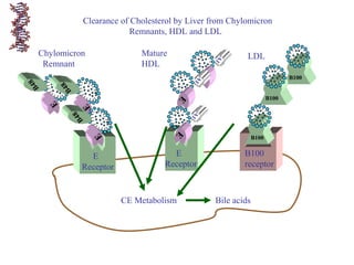 E
Receptor
Mature
HDL
CE Metabolism Bile acids
Chylomicron
Remnant
E
Receptor
B100
receptor
LDL
Clearance of Cholesterol by Liver from Chylomicron
Remnants, HDL and LDL
E
B48
E
B48
E
B48
A1
EA1
E
A1
E
B100
B100
B100
 