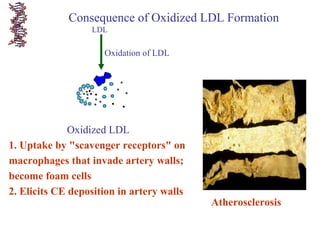 Oxidized LDL
1. Uptake by "scavenger receptors" on
macrophages that invade artery walls;
become foam cells
2. Elicits CE deposition in artery walls
Consequence of Oxidized LDL Formation
Oxidation of LDL
LDL
Atherosclerosis
 