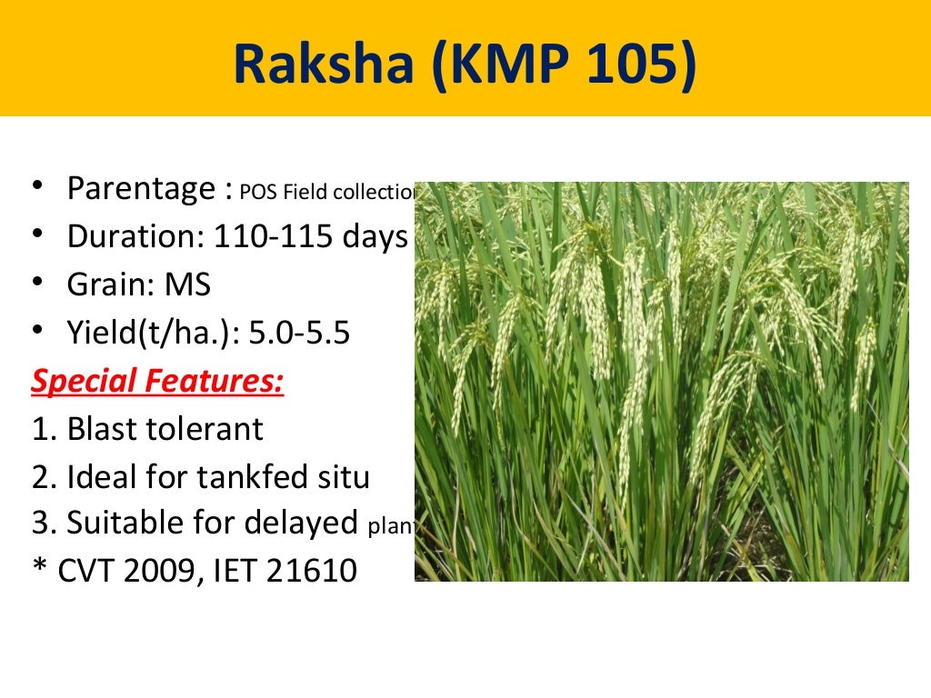 Recent rice varieties and hybrids of karnataka by m.p.rajanna 22.6.20…