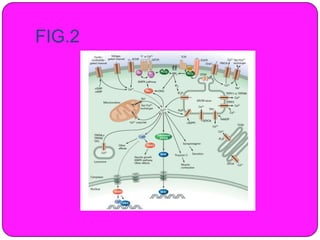 Recent role of calcium in cell signaling | PPTX