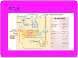 Recent role of calcium in cell signaling | PPTX