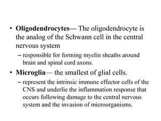 • Oligodendrocytes— The oligodendrocyte is
the analog of the Schwann cell in the central
nervous system
– responsible for forming myelin sheaths around
brain and spinal cord axons.
• Microglia— the smallest of glial cells.
– represent the intrinsic immune effector cells of the
CNS and underlie the inflammation response that
occurs following damage to the central nervous
system and the invasion of microorganisms.
 