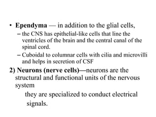 • Ependyma — in addition to the glial cells,
– the CNS has epithelial-like cells that line the
ventricles of the brain and the central canal of the
spinal cord.
– Cuboidal to columnar cells with cilia and microvilli
and helps in secretion of CSF
2) Neurons (nerve cells)—neurons are the
structural and functional units of the nervous
system
they are specialized to conduct electrical
signals.
 
