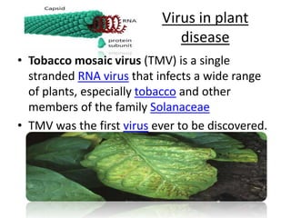 viruses and viral diseases | PPTX