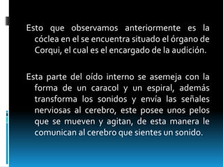 Esto que observamos anteriormente es la cóclea en el se encuentra situado el órgano de Corqui, el cual es el encargado de la audición.Esta parte del oído interno se asemeja con la forma de un caracol y un espiral, además transforma los sonidos y envía las señales nerviosas al cerebro, este posee unos pelos que se mueven y agitan, de esta manera le comunican al cerebro que sientes un sonido.