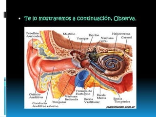 Te lo mostraremos a continuación, Observa.
