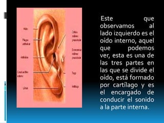      Este que observamos al lado izquierdo es el oído interno, aquel que podemos ver, esta es una de las tres partes en las que se divide el oído, está formado por cartílago y es el encargado de conducir el sonido a la parte interna.