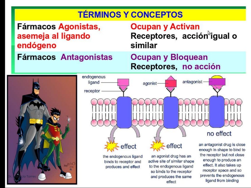 Receptores Adrenérgicos y colinérgicos, y su