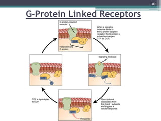 G-Protein Linked Receptors
10
 
