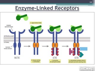 Enzyme-Linked Receptors
12
 