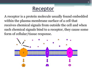 Receptor
A receptor is a protein molecule usually found embedded
within the plasma membrane surface of a cell that
receives chemical signals from outside the cell and when
such chemical signals bind to a receptor, they cause some
form of cellular/tissue response.
3
 
