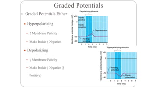 Sensitizing Potential Classification Receptor Classification, Electrical and Ionic Events.pdf