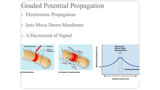 Potential Classification Receptor Classification, Electrical and Ionic Events.pdf