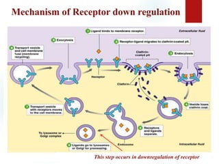 This step occurs in downregulation of receptor
Mechanism of Receptor down regulation
 