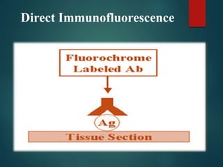 Direct Immunofluorescence
 