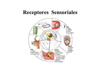 Receptores  Sensoriales 