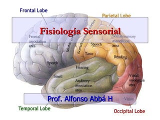 Fisiología Sensorial




 Prof. Alfonso Abbá H
 
