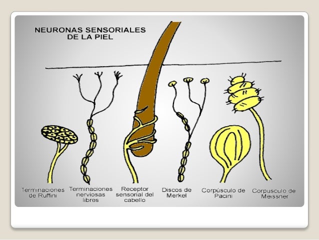 Receptores - Neuroanatomía