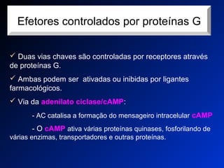 Efetores controlados por proteínas G
 Duas vias chaves são controladas por receptores através
de proteínas G.
 Ambas podem ser ativadas ou inibidas por ligantes
farmacológicos.
 Via da adenilato ciclase/cAMP:
- AC catalisa a formação do mensageiro intracelular cAMP
- O cAMP ativa várias proteínas quinases, fosforilando de
várias enzimas, transportadores e outras proteínas.
 