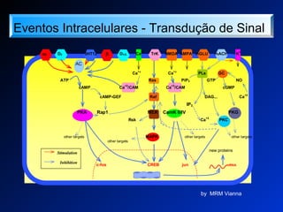 Hippocampal Celular Events in Memory Consolidation
Stimulation
Inhibition
Ca
+2
Ca
+2
PLs GC
ATP Ras PiP2 GTP NO
cAMP Ca
+2
/CAM Ca
+2
/CAM cGMP
cAMP-GEF Raf DAG... Ca+2
IP3
PKA Rap1 MEK CamK II/IV PKG
Rsk Ca
+2
PKC
other targets MAPK other targets other targets
other targets
new proteins
c-fos CREB jun mRNA
AC
α2 D2 5HT1A β D1/5 Ca
++
TrK NMDA AMPA mGLU mACh K
+
by MRM Vianna
Eventos Intracelulares - Transdução de Sinal
 