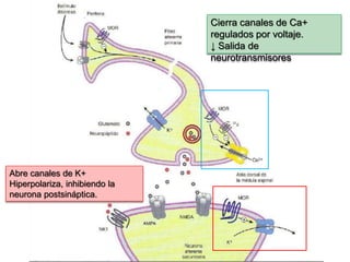 Cierra canales de Ca+
regulados por voltaje.
↓ Salida de
neurotransmisores
Abre canales de K+
Hiperpolariza, inhibiendo la
neurona postsináptica.
 