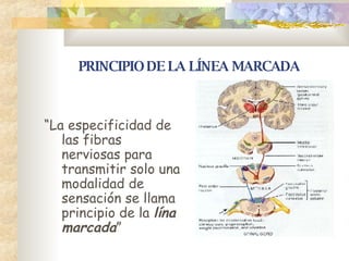 Linea Marcada Receptores, Sensaciones | PPT