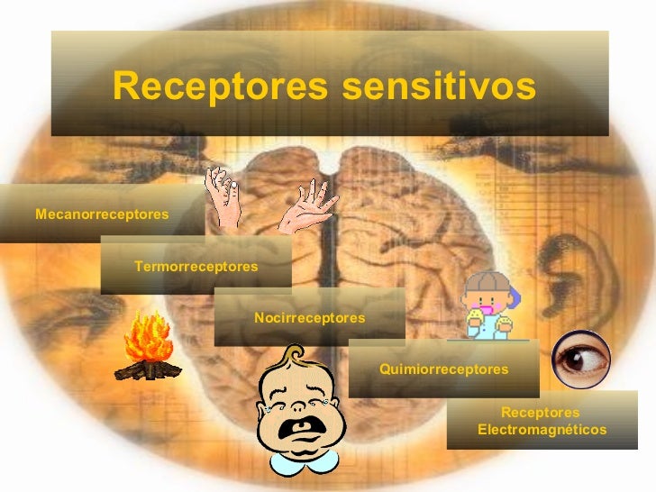 Resultado de imagen para receptores sensitivo