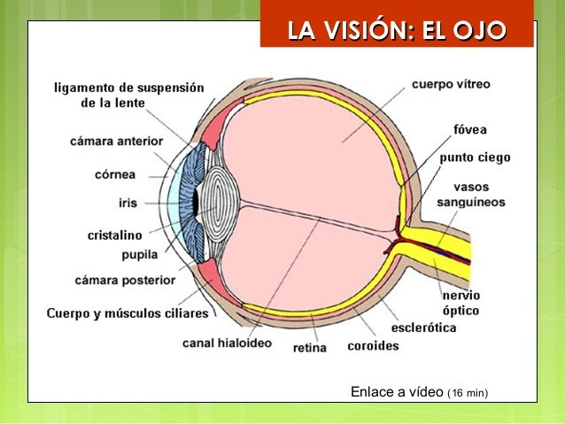 Receptores sensoriales