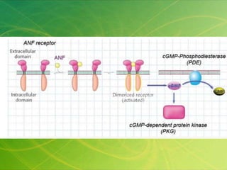 receptores-acoplados-a-enzimas-pptx